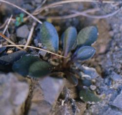 Cardamine pachyphylla. Rosette leaves.
 Image: P.B. Heenan © Landcare Research 2019 CC BY 3.0 NZ